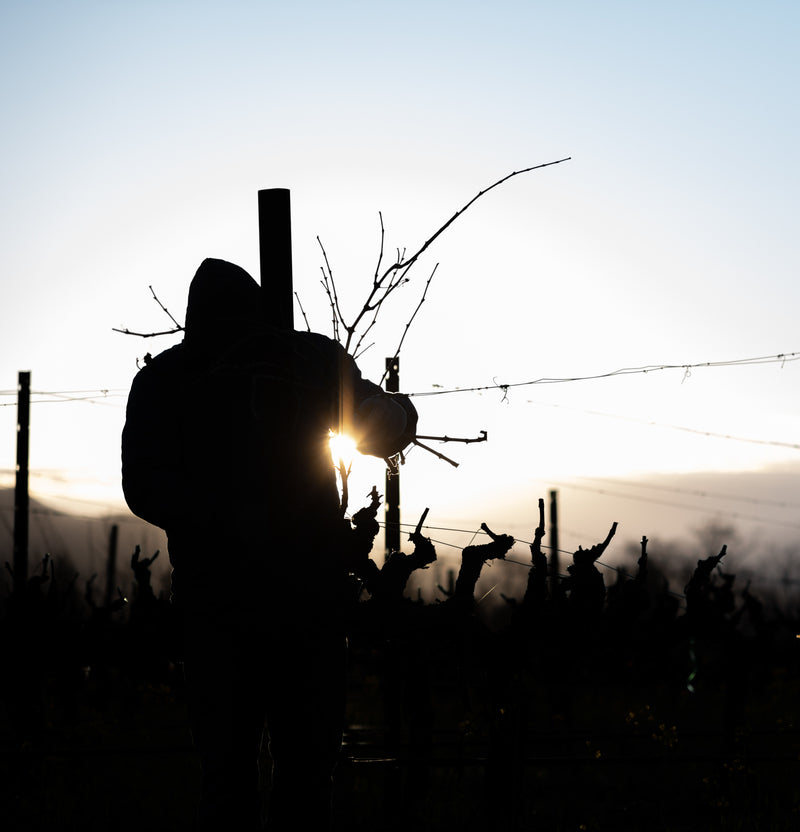 Image of vineyard crew pruning a vine in the Beckstoffer Las Piedras Vineyard