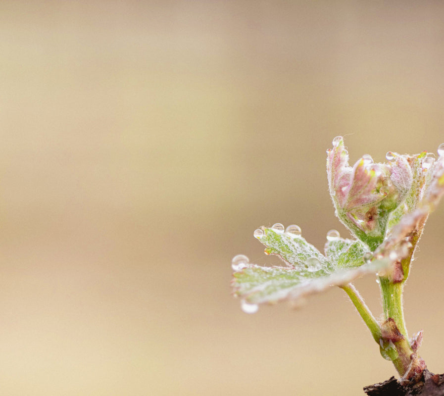 Image of bud breaking from the vine of a wine grapevine