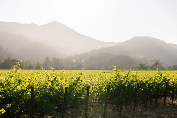 Celebrating 25 Years: A Commitment to Sustainability at Schrader Cellars