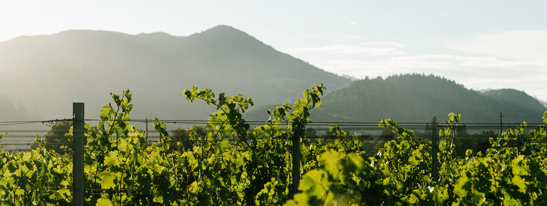 To Kalon Vineyard
