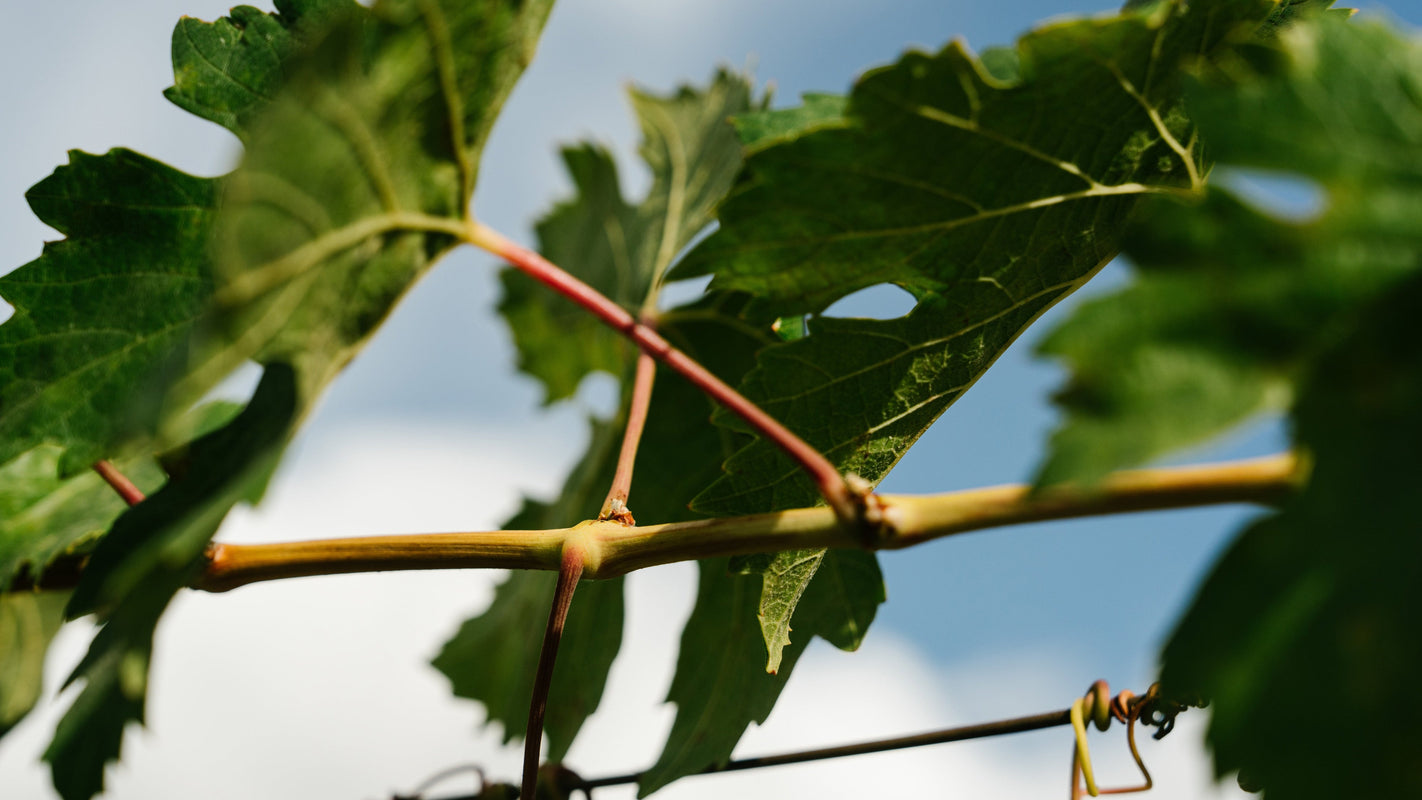 Close-up of green grape leaves and a grapevine stem with a spiral vine attachment against a blue sky with white clouds.